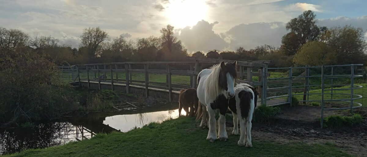 Riverside And Horses