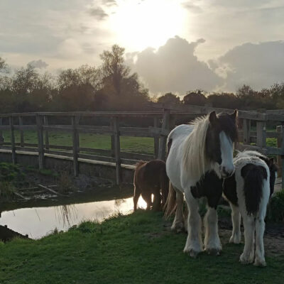 Riverside And Horses