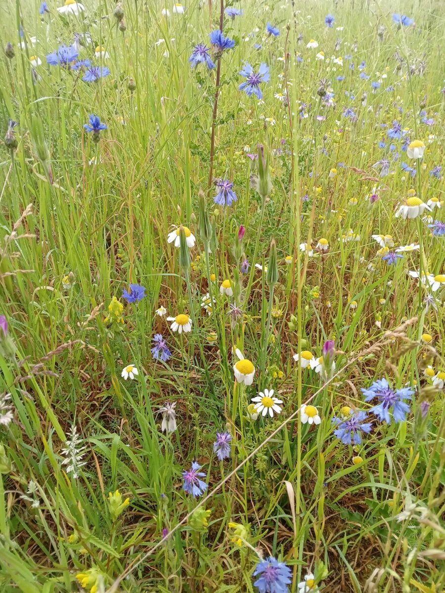 Close up of meadow showing wild flowers