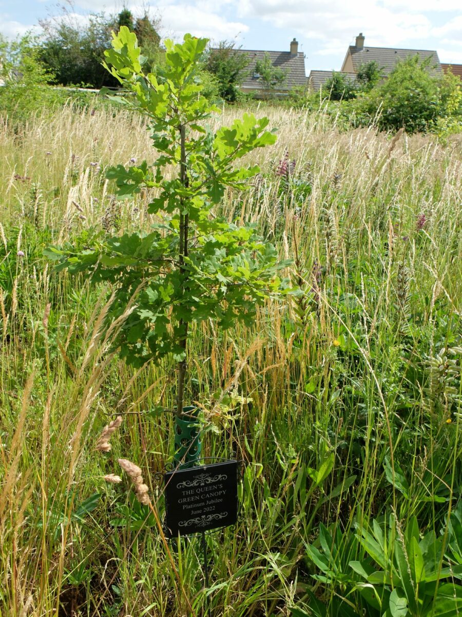 A young Oak tree and plaque