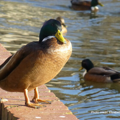 Brook Dam Pond Ducks